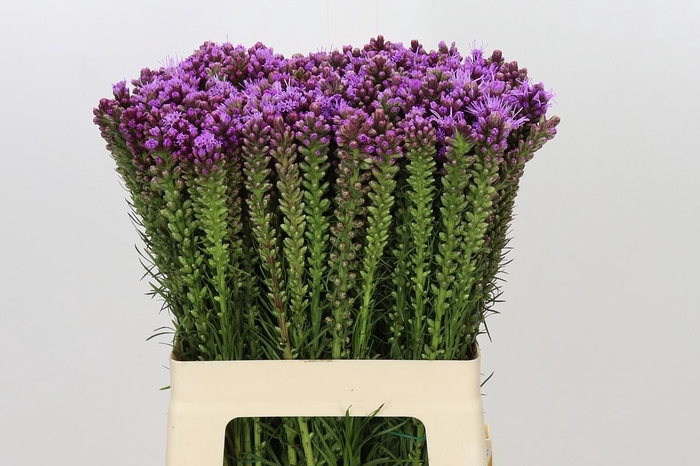 <h4>Liatris Spicata</h4>