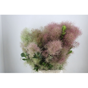 Cotinus Pruik P Bunch