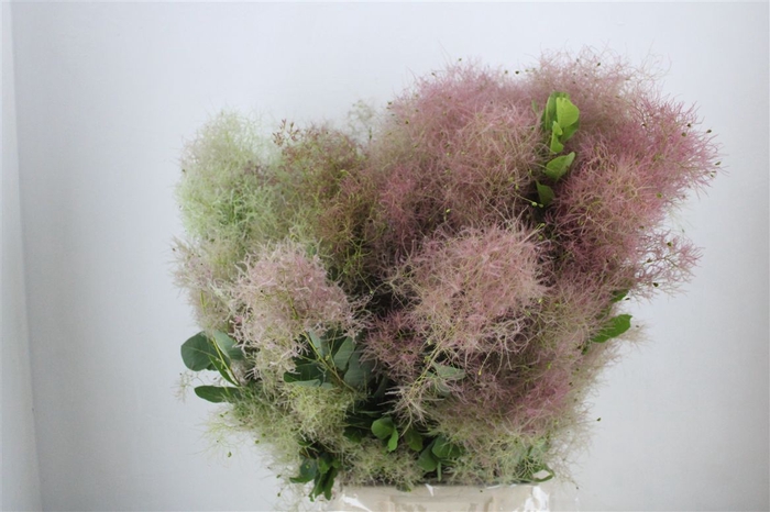 <h4>Cotinus Pruik P Bunch</h4>