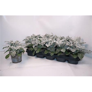 Jacobaea Maritima