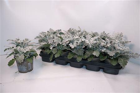 <h4>Jacobaea Maritima</h4>