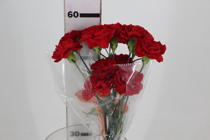 <h4>CRAVO BOUZERON 060 CM</h4>