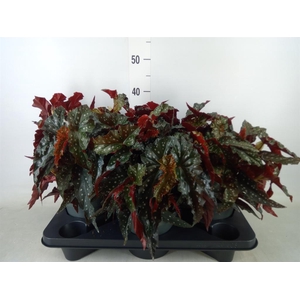 Begonia BD mac. 'Black Forest'