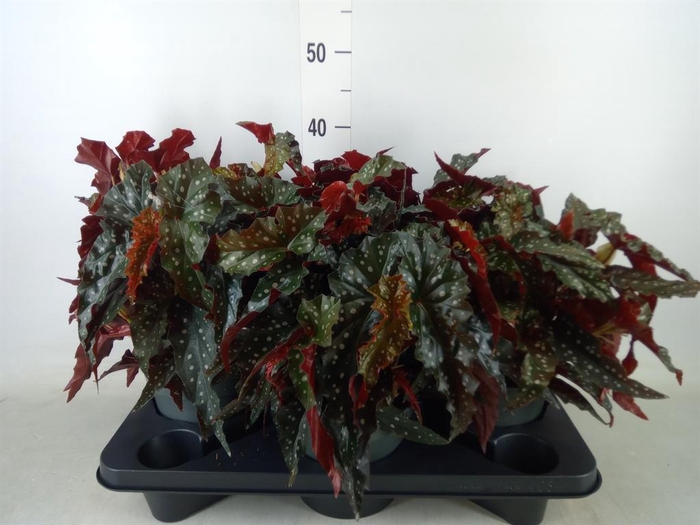 <h4>Begonia BD mac. 'Black Forest'</h4>