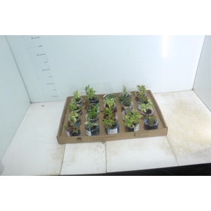 HIDROCULTURA VARIADO P05 PLANTA ORNAMENTAL