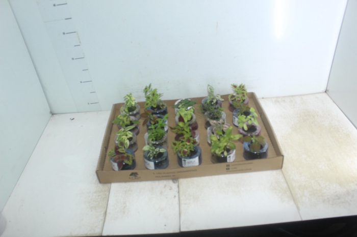 <h4>HIDROCULTURA VARIADO P05 PLANTA ORNAMENTAL</h4>