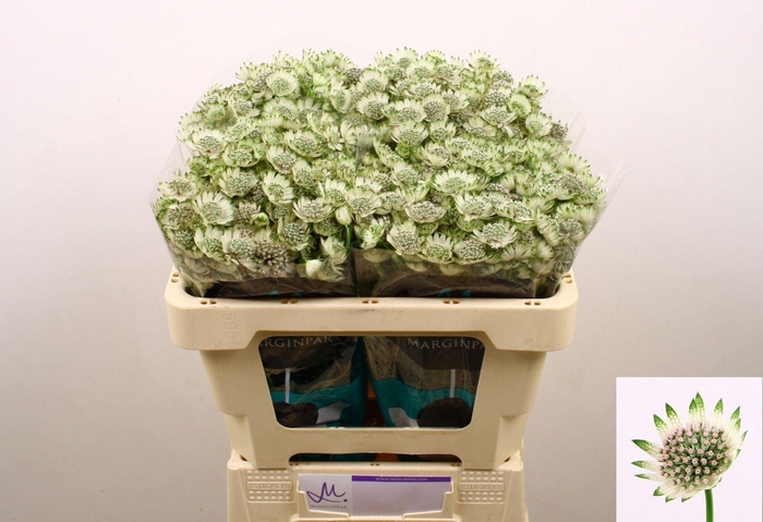<h4>ASTRANTIA BILLION STARS XL ASTR BIL</h4>