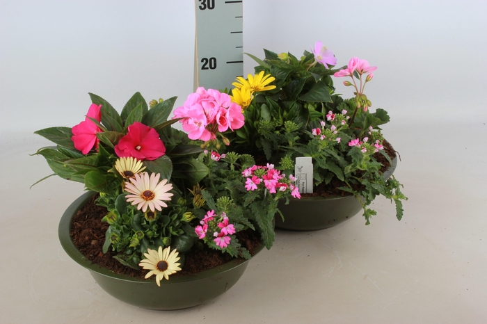 <h4>ARR TUINPLANTEN</h4>