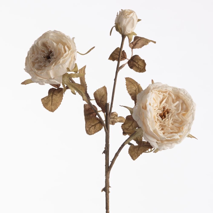 Af Rosa Dried X3 L60cm Cream