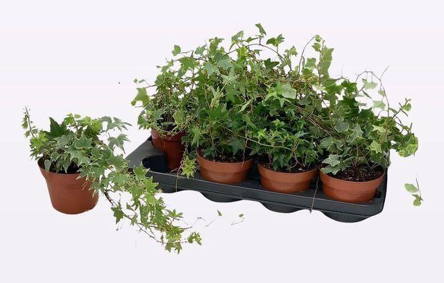 <h4>Hedera helix gemengd</h4>