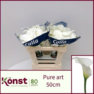 ZANT PURE ART