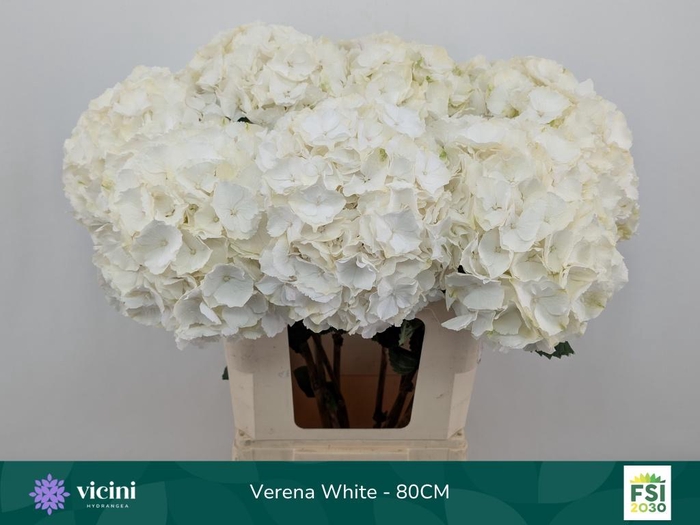 <h4>HYDR M CH WHI VERENA</h4>