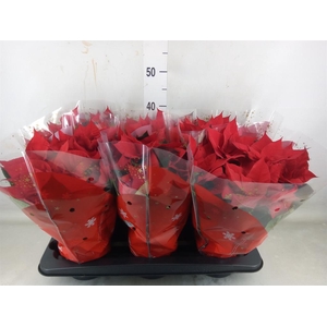 Euphorbia pulc. 'Christ Universe'