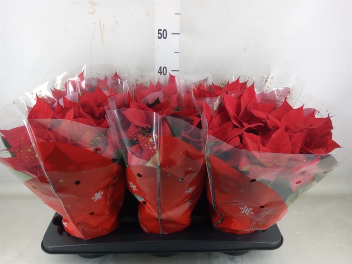 <h4>Euphorbia pulc. 'Christ Universe'</h4>