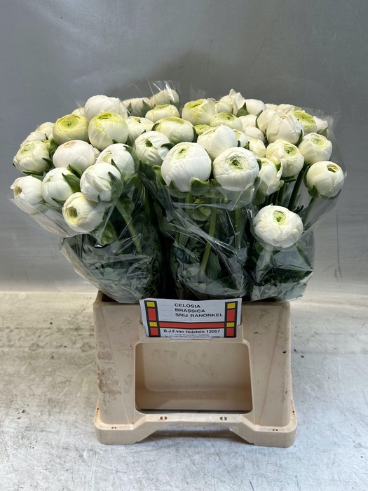 <h4>RAN AAZUR WHITE</h4>