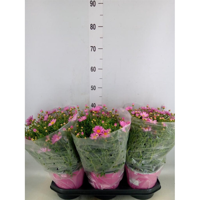 <h4>Argyranthemum   ...</h4>