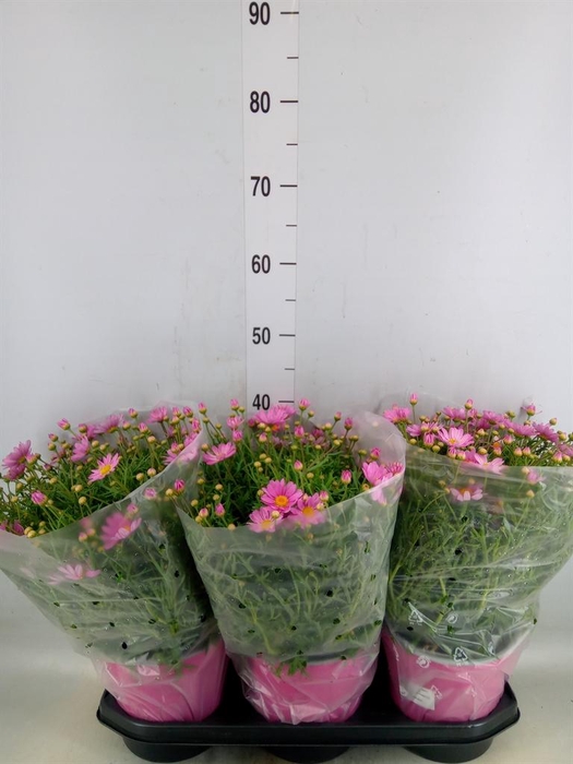 <h4>Argyranthemum   ...</h4>