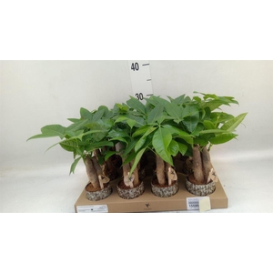 Pachira aquatica