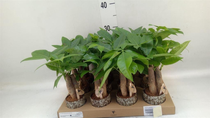 <h4>Pachira aquatica</h4>