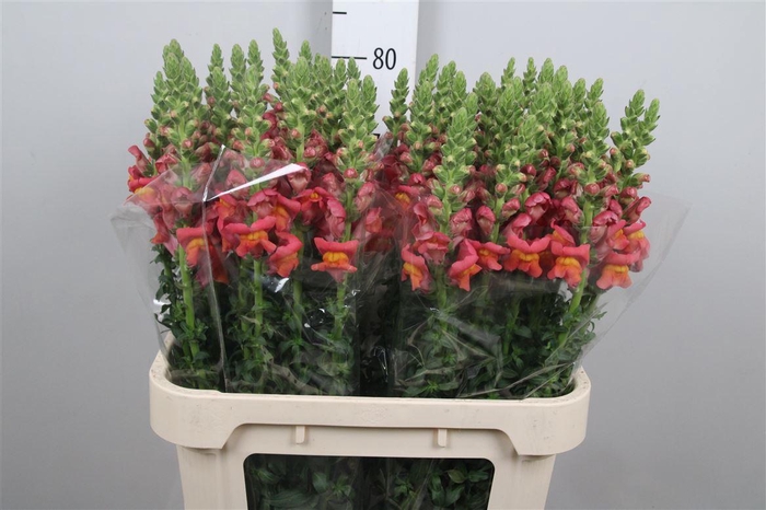 <h4>Antir It. Orange</h4>