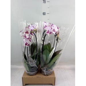 Phalaenopsis  'Elegant Cascade'