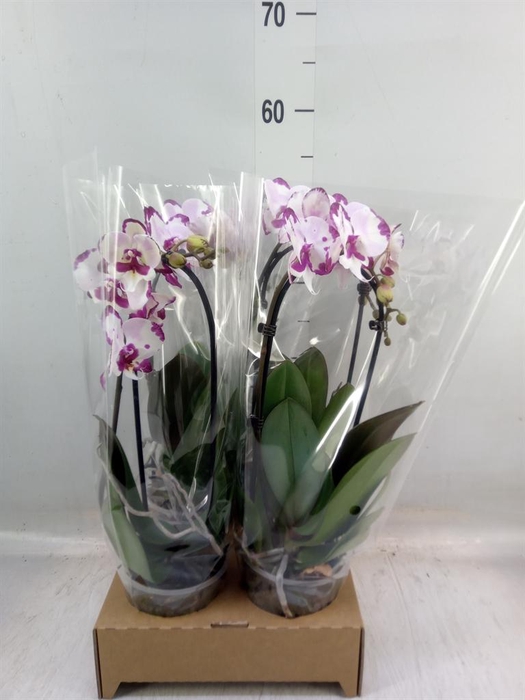 <h4>Phalaenopsis  'Elegant Cascade'</h4>
