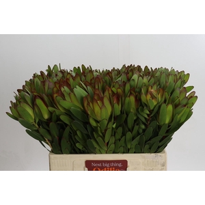 Leucadendron Goldstrike