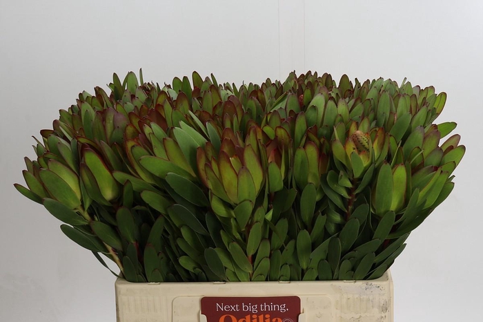 <h4>Leucadendron Goldstrike</h4>