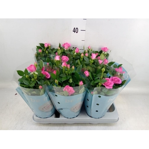 Rosa  'Sparkling Jewel'