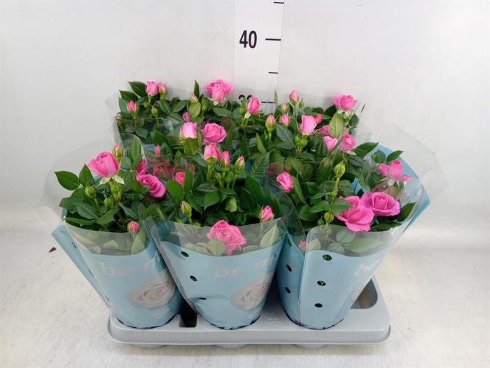 <h4>Rosa 'Sparkling Jewel'</h4>