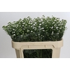 Aster White Gypsy