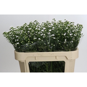 Aster White Gypsy