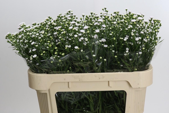 <h4>Aster White Gypsy</h4>