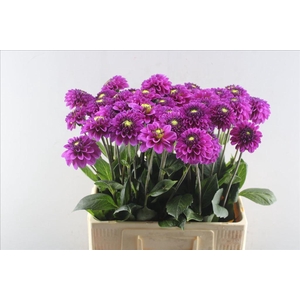 Dahlia purple fox