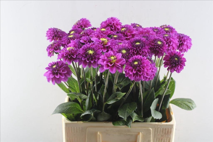 <h4>Dahlia purple fox</h4>