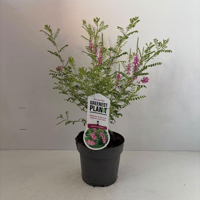 <h4>Indigofera heterantha Gera</h4>