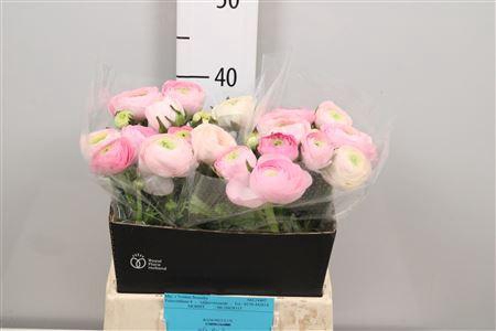 <h4>Ran Elegance Pink</h4>