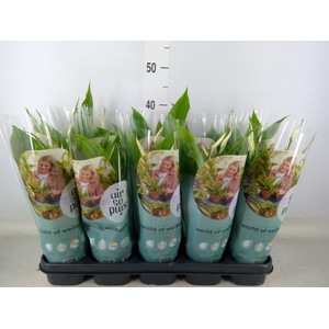 Spathiphyllum  'Torelli'