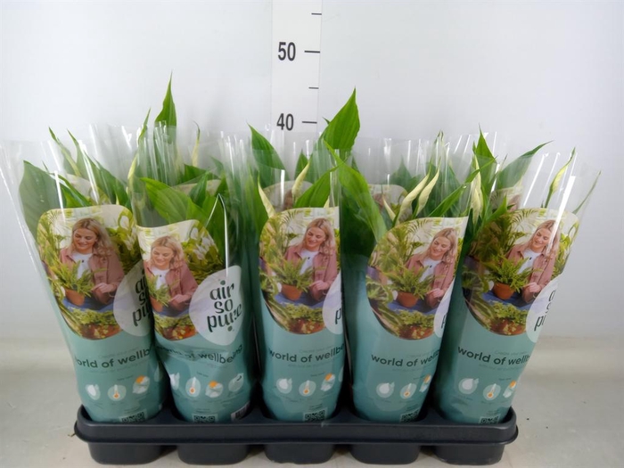 <h4>Spathiphyllum  'Torelli'</h4>