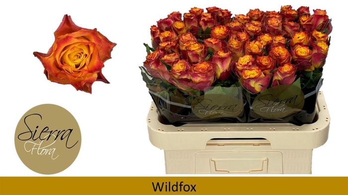 <h4>R Gr Wildfox</h4>