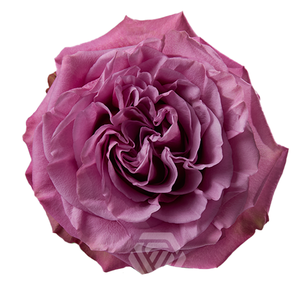 R GR QUEEN´S CROWN Tessa