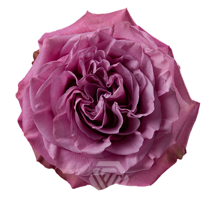 <h4>R GR QUEEN´S CROWN Tessa</h4>