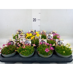 Saxifraga kabschia 'Engleria'