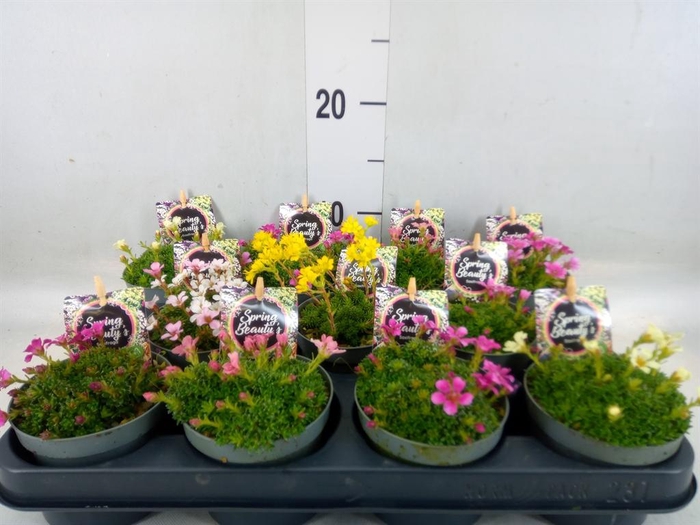 <h4>Saxifraga kabschia 'Engleria'</h4>