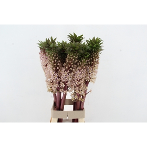 EUCOMIS GVR XL