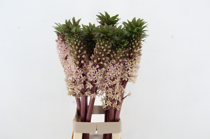 <h4>EUCOMIS GVR XL</h4>