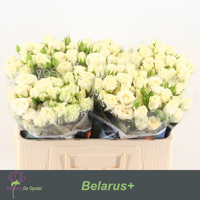 <h4>R TR BELARUS+</h4>