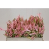 Nerine Vesta K