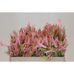 Nerine Vesta K