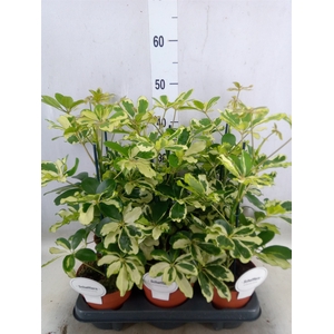 Schefflera arbor. 'Charlotte'